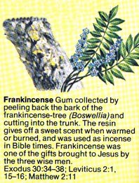 Frankincense.jpg (63691 bytes)